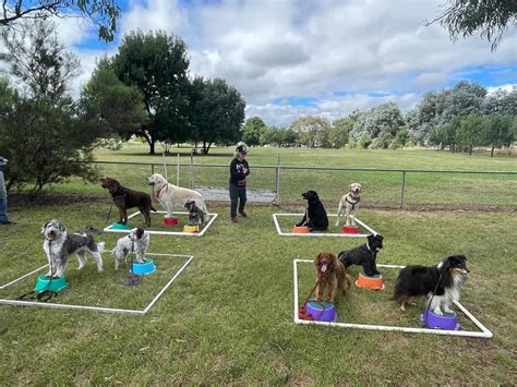 Canberra Dog Training Where Can I Go For Help