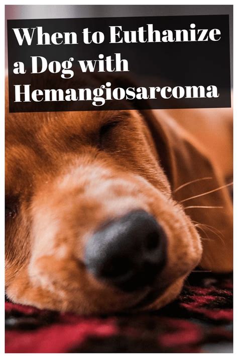 When To Euthanize A Dog With Hemangiosarcoma Dogs Pet Ownership Pet