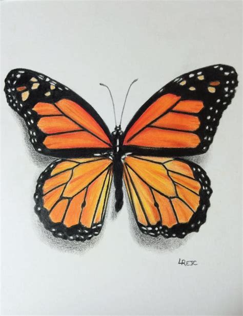 Colored Pencil Monarch Butterfly By Laurie Rejc Colorful Butterfly