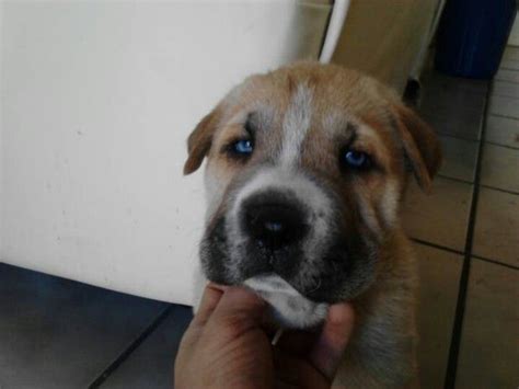 Shar Pei Husky Mix Through The Eyes Of Animals Pinterest