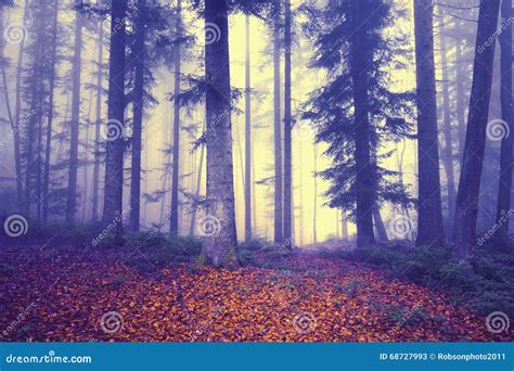 Mystical Colored Foggy Forest Fairytale Stock Image Image Of Magic