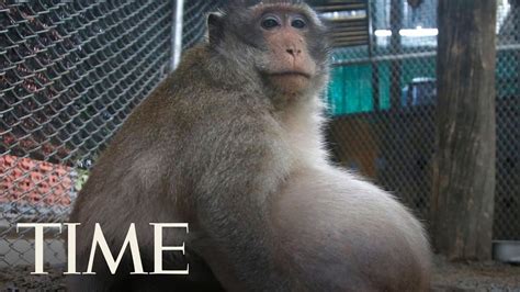 Morbidly Obese Thai Monkey Who Lives Off Junk Food Left By Tourists Is