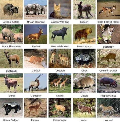 See the top most threatened and endangered african animals. Animals of Kruger National Park - South Africa. BelAfrique ...