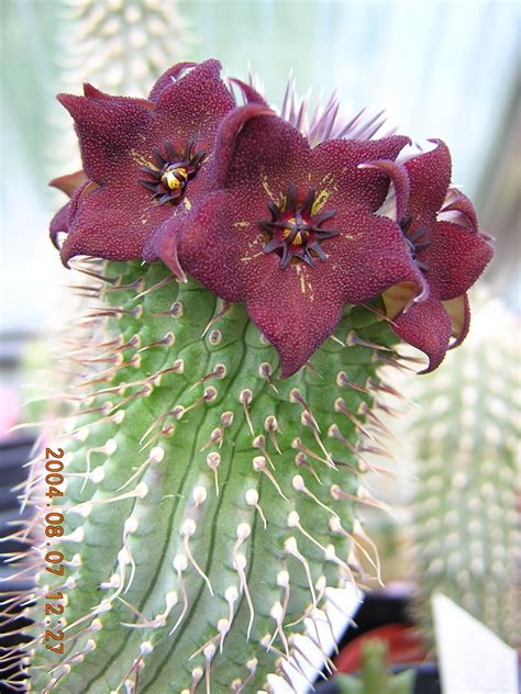 Flowers develop at the top of these stems which vary they produce flowers of almost all colours although the most common ones are the magenta, red pink and orange. Hoodia ruschii - Wikipedia