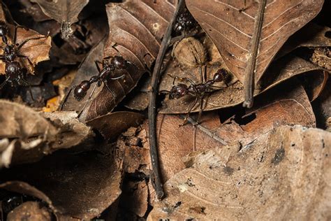 Bullet Ant Paraponera Clavata Anders Illum Flickr