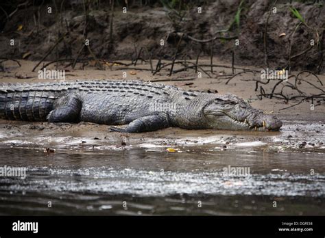 Saltwater Crocodile Crocodylus Porosus Daintree River Queensland