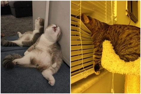 Maybe you would like to learn more about one of these? Gambar Kucing Editor