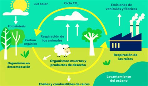 Ciclo Del Carbono Explicacion Detallada Con Imagenes