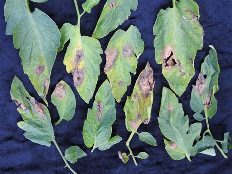 Gray Mold On Tomatoes Vegetable Pathology Long Island Horticultural