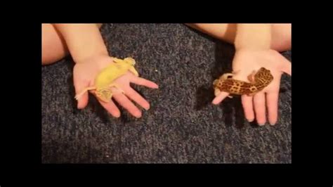 Untuk bumbu gecok lompong:cabe rawit, bawang merah, bawang putih. The Test | Male or Female Leopard Gecko? - YouTube