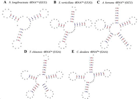 Examples Of Trnas With Different Structures A Type 1 Lacking An