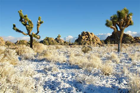 Snow In Joshua Tree National Park Photograph By Connie Cooper Edwards