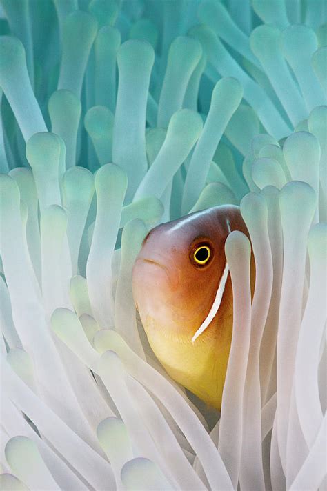 Pink Skunk Clownfish By Liquid Kingdom Kim Yusuf Underwater Photography