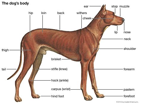 Dog Body Parts Diagram