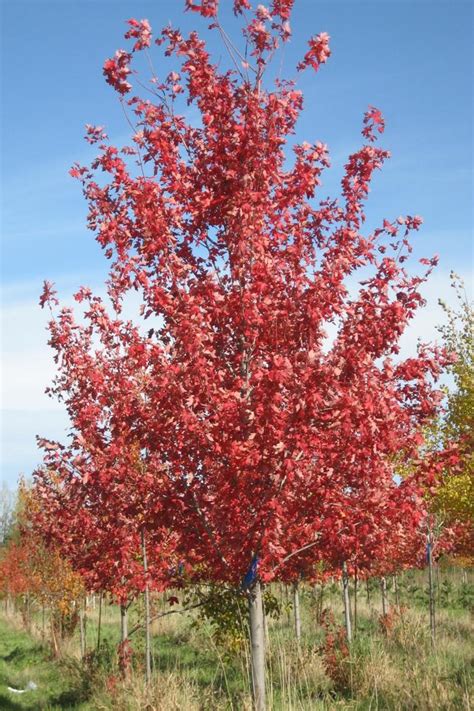 Acer Freemanii Autumn Blaze Autumn Blaze Maple Tree