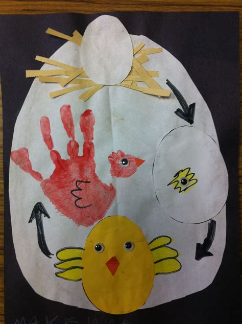 The Lifecycle Of A Chicken Made By Kindergartners Chicken Life