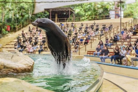 Singapore Zoo Worlds Best Rainforest Zoo Mandai Wildlife Reserve