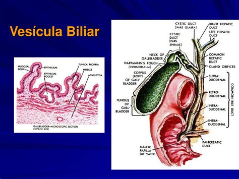 Ectasia Das Vias Biliares Ensino