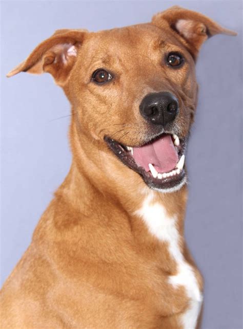 The greyhound is a lovely breed of dog and contrary to popular belief, greyhounds make fantastic pets. Meet our Pet of the Week: Greyhound/Shepherd Mix Named ...