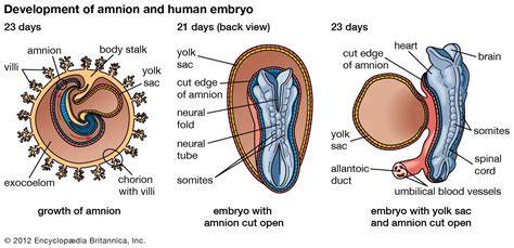 Prenatal Development Amniotic Sac Embryo Fetus Britannica