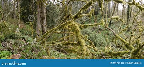 Beautiful Moss Covered Oregon Temperate Rainforest Stock Photo Image