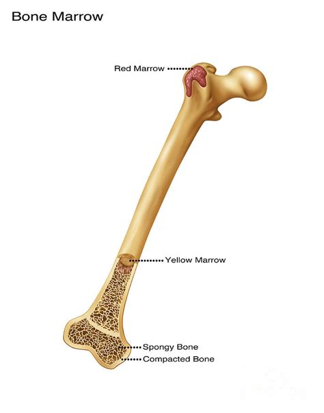 Bone marrow is a soft, gelatinous tissue inside some bones. Wiring And Diagram: Diagram Of Yellow And Red Bone Marrow