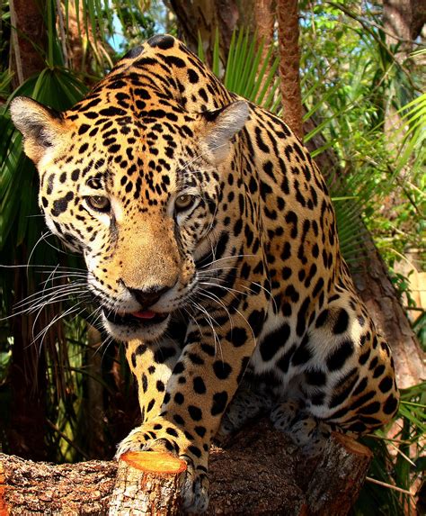 Panthera Onca Wikipedia La Enciclopedia Libre