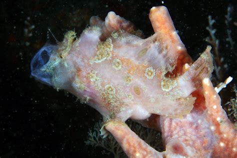 Img0888wa Ocellated Frogfish Fowlerichthys Ocellatus Flickr