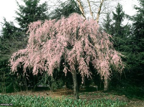 Dwarf Japanese Weeping Cherry Tree