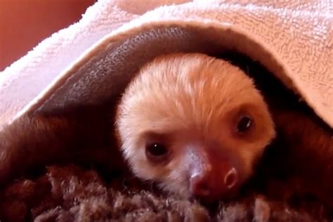 Lovely Baby Sloth Yawning Video Boomsbeat