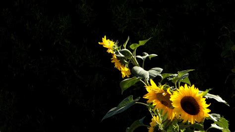 54 4k Ultra Hd Sunflower Wallpapers Background Images Wallpaper Abyss