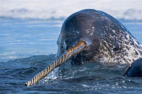 The Horn Of A Narwhal Natureismetal