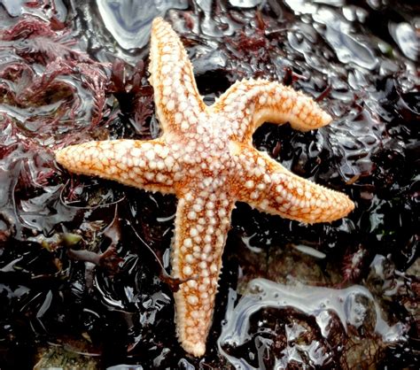 Starfish Urchins And Sea Cucumbers Cornish Rock Pools
