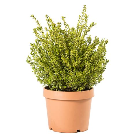 Buxus Golden Dream Vivai Breschi