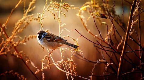 Sparrow Hd Wallpapers Backgrounds