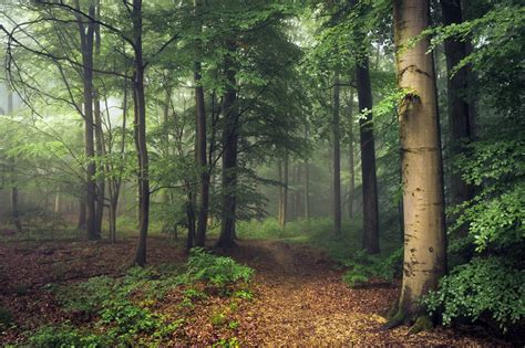 Forest 4k Ultra Hd Wallpaper Background Image 4450x2959 Id