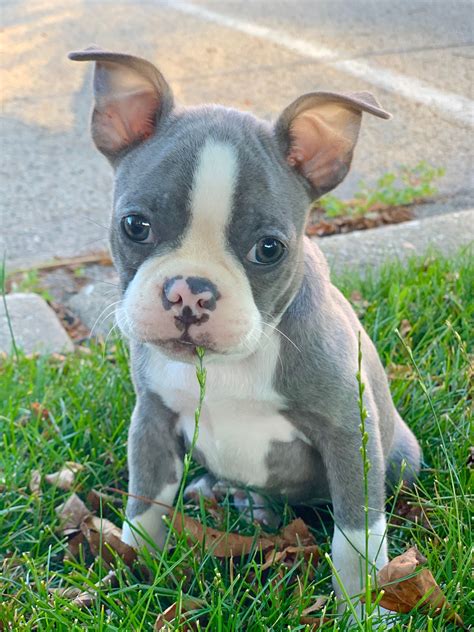 Photos Of Boston Terrier Puppies Pets Lovers