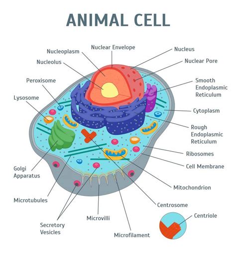 Animal Cell Colored And Labeled