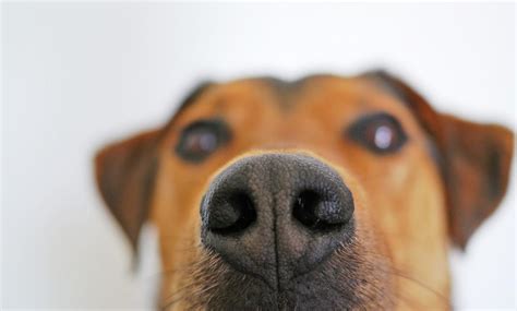 What Causes A Dogs Dry Crusty And Cracked Nose Happiest Dog