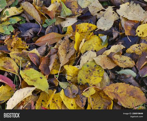 Wilted Leaves Trees Image And Photo Free Trial Bigstock