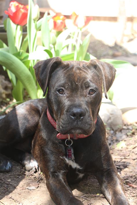 Sweet Boxador Baby Dogs Boxer Lab Mix Dog Pets