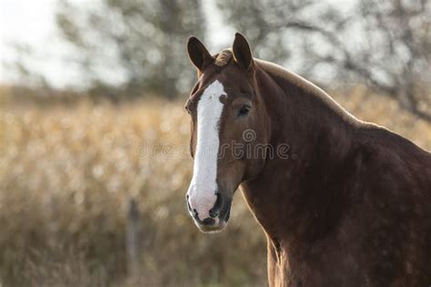 Beautiful Horse On The Pasture Stock Photo Image Of Green Domestic