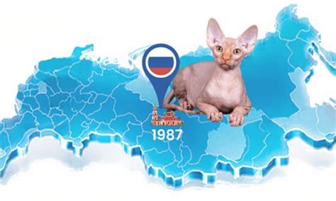 Donskoy Vs Sphynx Cat A Comprehensive Comparison