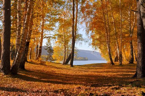 Autumn Forest Free Stock Photo Public Domain Pictures