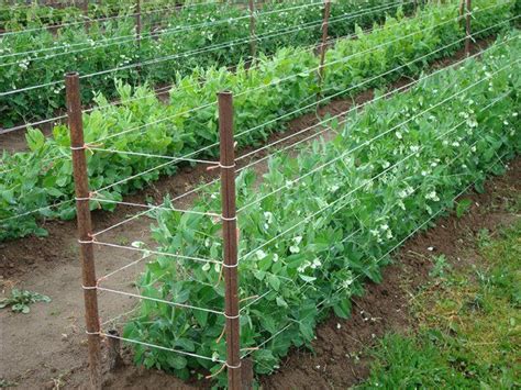 How To Tie Peas In The Open Field In The Garden General Information