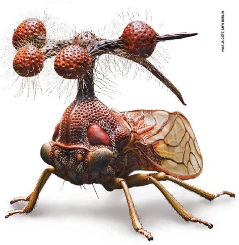 The Brazilian Treehopper Is The Creepiest Raddest Insect You Will Ever