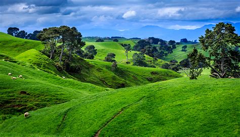 Photos New Zealand Nature Grasslands Landscape Photography