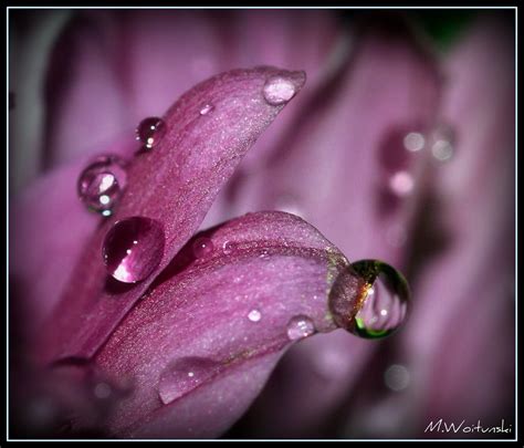 Wallpaper Water Purple Violet Blossom Pink Dew Flower Drop