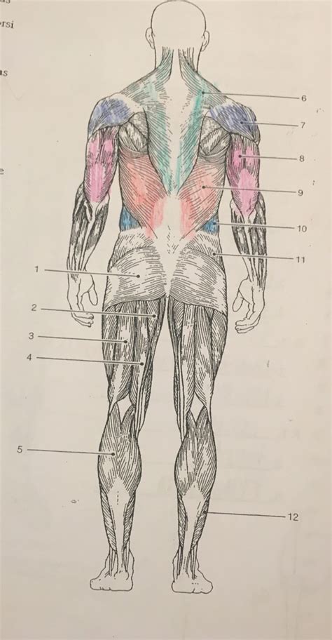 Posterior View Of Muscles Diagram Quizlet