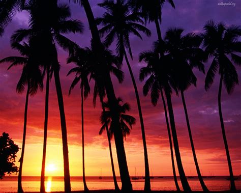 Free Download Palm Trees And Sunsets 1280x1024 For Your Desktop